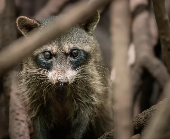 Green Parrot Team Tamarindo